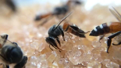 Close up Bees with sugar Stock Footage 125181303