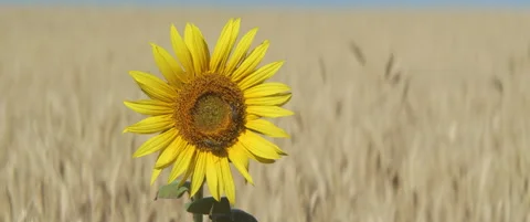 Close-up of bees on sunflower 5.7K anamorphic video Stock Footage 313917641