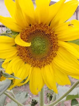 Close Up Of Bees on sunflower Stock Photos