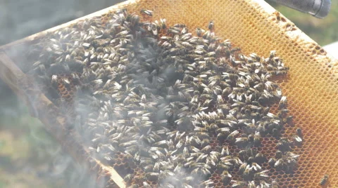 Close up of bees swarm on the frame, beekeeper holding in hands by Pakito. Stock Footage 65980771