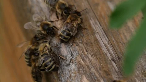 Close up bees on tree 스톡 동영상 101919250