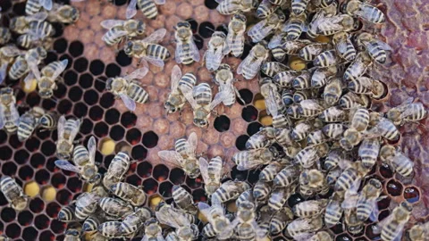 Close-up of bees walking over brood comb cells Stock Footage 345089194