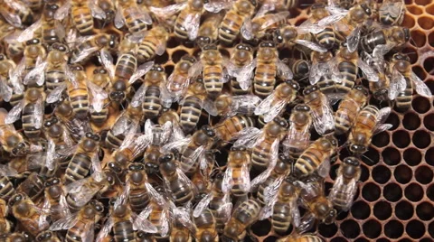 Close up Bees on wax frame Stock Footage 49547078