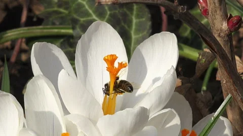 Close up on bees on a white flower Vídeo Stock 48137312