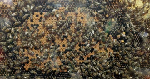 Close-Up Of The Bees That Work On Cells With Honey Vidéo 96296216
