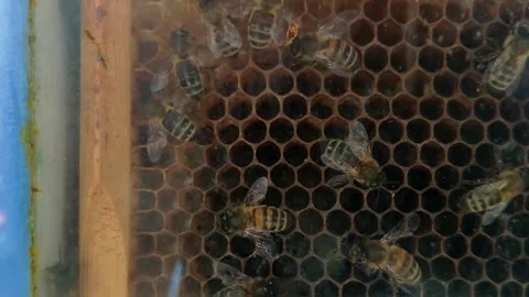 Close-up of bees working inside honeycomb behind glass panel Stock Footage 313663796
