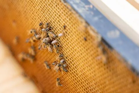 Close-up of bees working on their hive Stock Photos