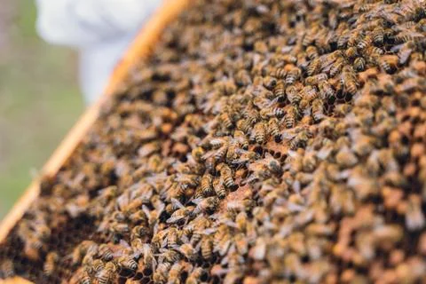 Close-up of bees working on their hive 库存照片