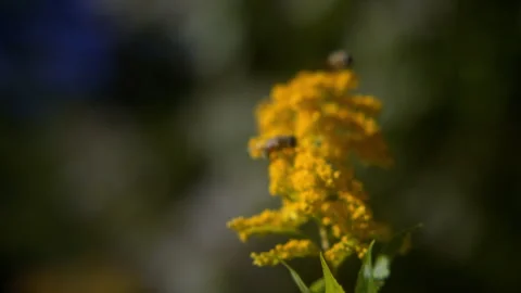 Close-up of bees on a yellow flower Stock Footage 258930358