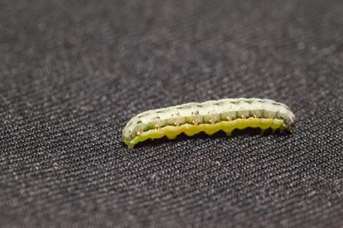 Close up of Beet armyworm on black background Stock Photos
