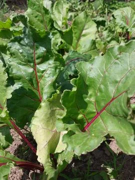Close-up of Beet Leaves Stock Photos
