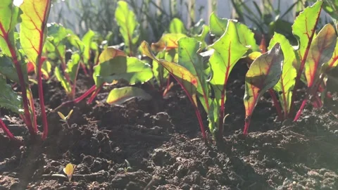 Close-up beet leaves in the sun Stock Footage 156009060