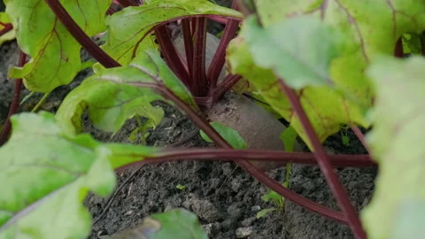 Close up of beet or beetroots growing on garden bed in vegetable garden Video stock 203257863