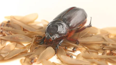 Close up beetle and termites , out door Chiangmai Thailand Stock Footage 151670928