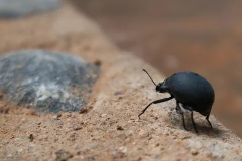 Close up of beetle with blurred background. Stock Photos