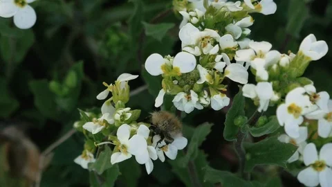 Close-up of a beetle crawling on white flowers slow motion Stock Footage 107618351