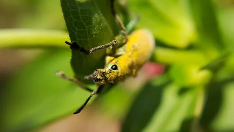 Close-up of a beetle on a dry leaf. yellow beetle insect with the Latin name  Stock Photos