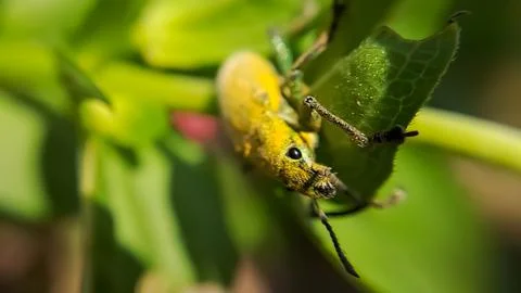 Close-up of a beetle on a dry leaf. yellow beetle insect with the Latin name  Stock Photos