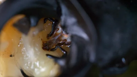 Close-up of Beetle Feeding on Fruit Video stock 104695267