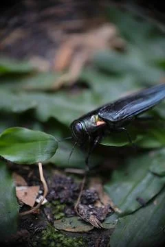 Close-up of beetle in the garden. Stock Photos