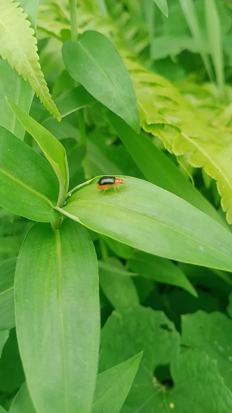 Close up of beetle on leaf Stock Footage 268199937