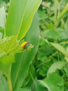 Close up of beetle on leaf Stock Photos