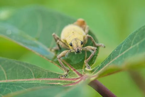 Close-up of a beetle on a leaf. yellow beetle bug perched on cassava leaves Stock Photos