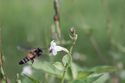 Close up of a beetle looking for nectar Stock Photos