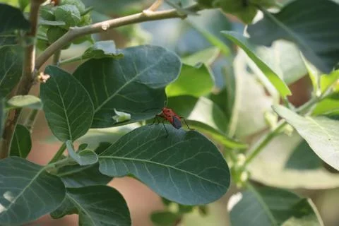 Close up of a beetle sitting on a green leaf during summer.close up macro sho Stock Photos