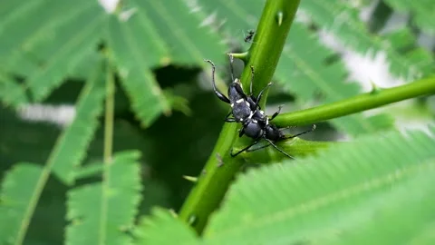 Close-up Of Beetles On Twig Stock Footage 155619306