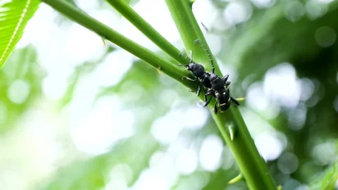 Close-up Of Beetles On Twig Stock Footage 155619308