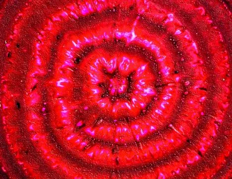 Close up beetroot slice surface showing natural vegetable texture and organ.. Stock Photos