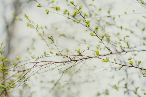 Close up beginning of spring time concept photo Stock-Fotos