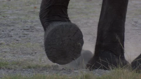 Close up behaviour: Elephant kicks grass in sandy soil and picks it up Vidéo 134583810