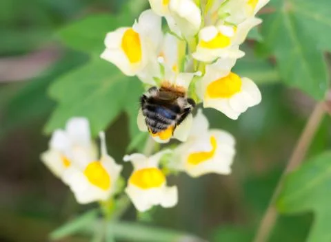Close up behind bottom bumble bee on Linaria vulgaris flower Stock Photos