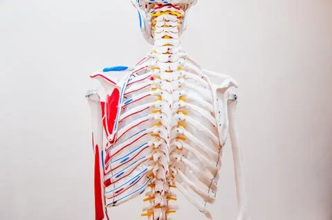 Close up behind view human skeleton thorax anatomical model. Medical clinic c Stock Photos