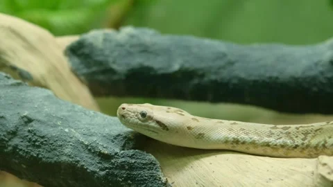 Close-up of beige cobra crawling on stone branch in enclosure Video stock 339793832