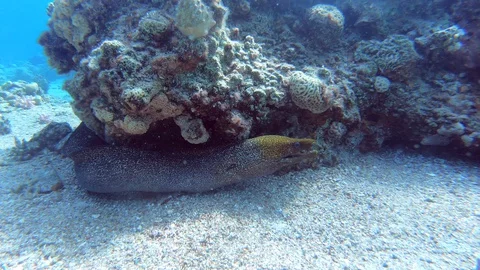 Close-up. Beige moray sits in a cave among corals Stock Footage 128934635