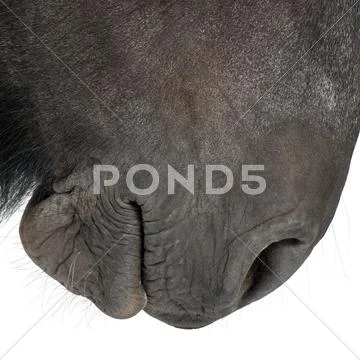 Close-up of Belgian horse, Close-up of Belgian Heavy Horse, Brabancon, a draft h Stock Photos