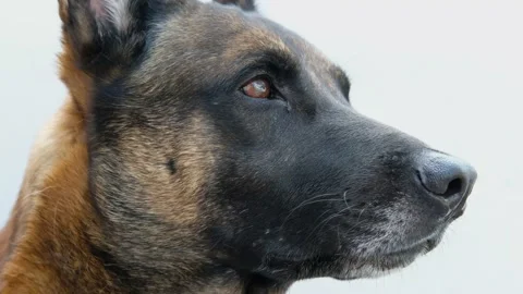 Close up of belgian malinois. alert and attentive dog portrait with white Stock Footage 130385673