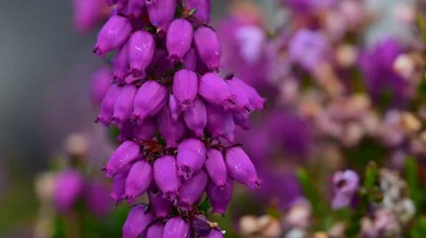 Close up of bell heather / heather-bell (Erica cinerea) in flower Stock Footage