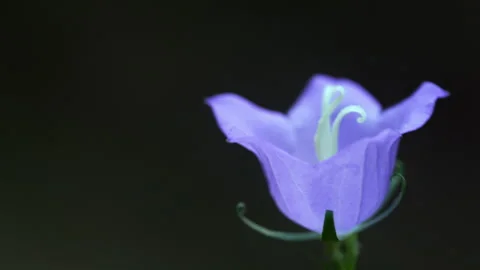 Close-up of bellflower flower. Stock Footage 318585325