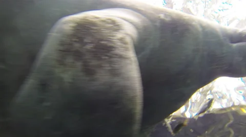 Close up from below of a manatee gliding near the surface Stock Footage 62812272