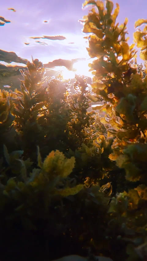 Close-up from below of sunshine penetrate through thickets of Sargassum grows on Stock Footage 320610831