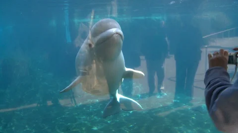 Up-close with a Beluga Whale (3 of 3) Stock Footage 34281111