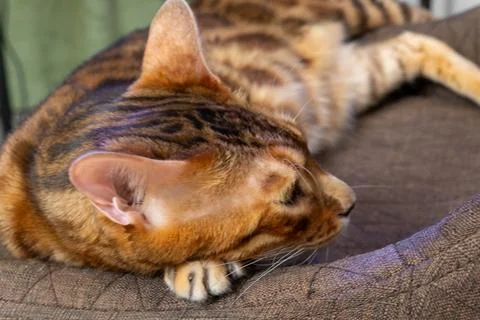 Close up of Bengal cat head with sharp claws resting on textile surface Fotos Stock