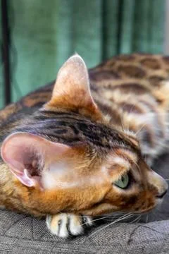 Close up of Bengal cat head with sharp claws resting on textile surface Fotos Stock