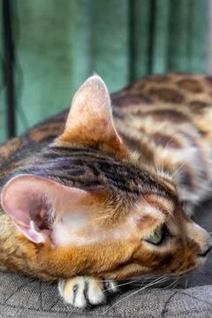Close up of Bengal cat head with sharp claws resting on textile surface Fotos Stock