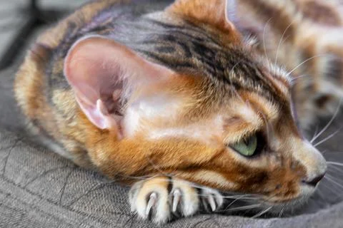 Close up of Bengal cat head with sharp claws resting on textile surface Fotos Stock