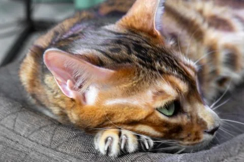 Close up of Bengal cat head with sharp claws resting on textile surface Fotos Stock